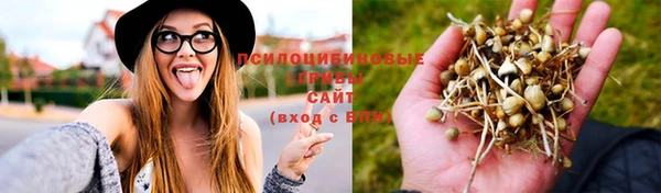 прущие грибы Абдулино